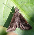 Hayhurst's Scallopwing - Hodges#3932 - photo 5
