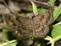 Mazans Scallopwing - Hodges#3931