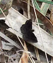 Mazans Scallopwing - Hodges#3931 - photo 2