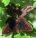 Mazans Scallopwing - Hodges#3931 - photo 3