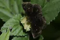 Mazans Scallopwing - Hodges#3931 - photo 4