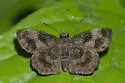 Mazans Scallopwing - Hodges#3931 - photo 5