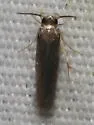 Stathmopoda aenea - Hodges#1070.1