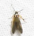Stathmopoda aenea - Hodges#1070.1 - photo 2