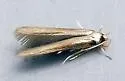 Stathmopoda aenea - Hodges#1070.1 - photo 3