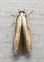 Stathmopoda aenea - Hodges#1070.1 - photo 4