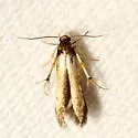 Stathmopoda aenea - Hodges#1070.1 - photo 5