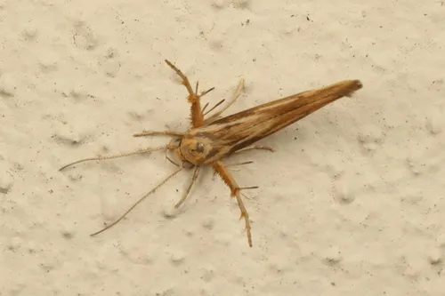 Kowhai Seed Moth