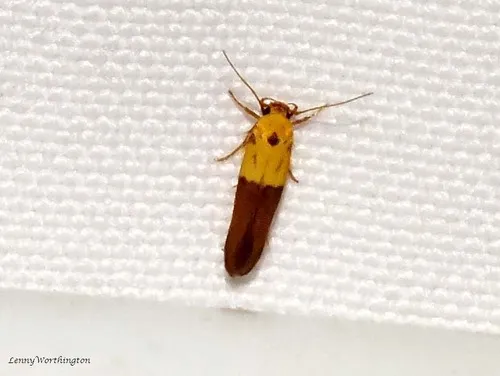 Stathmopoda auriferella