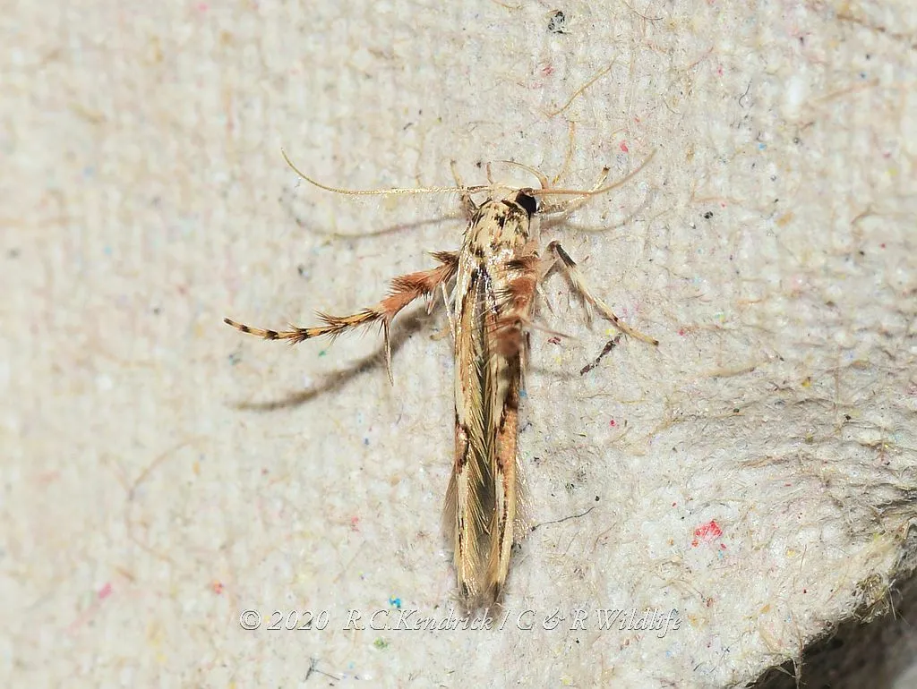 Stathmopoda centihasta - photo 3