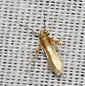 Stathmopoda elyella - Hodges#1070