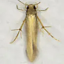 Stathmopoda elyella - Hodges#1070 - photo 2