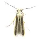 Stathmopoda elyella - Hodges#1070 - photo 3