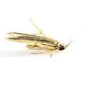 Stathmopoda elyella - Hodges#1070 - photo 4