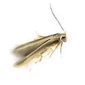 Stathmopoda elyella - Hodges#1070 - photo 5
