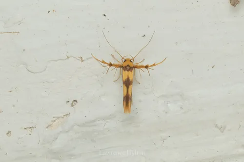 Stathmopoda fusciumeraris
