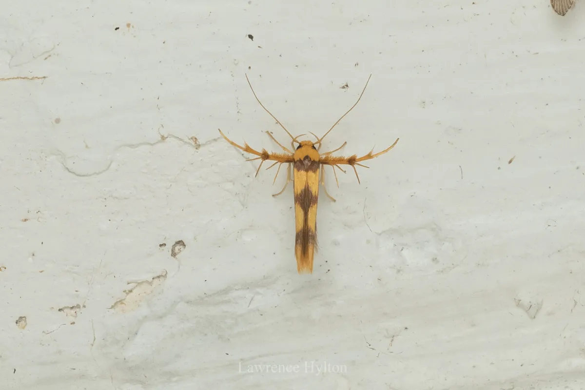 Stathmopoda fusciumeraris - photo 3