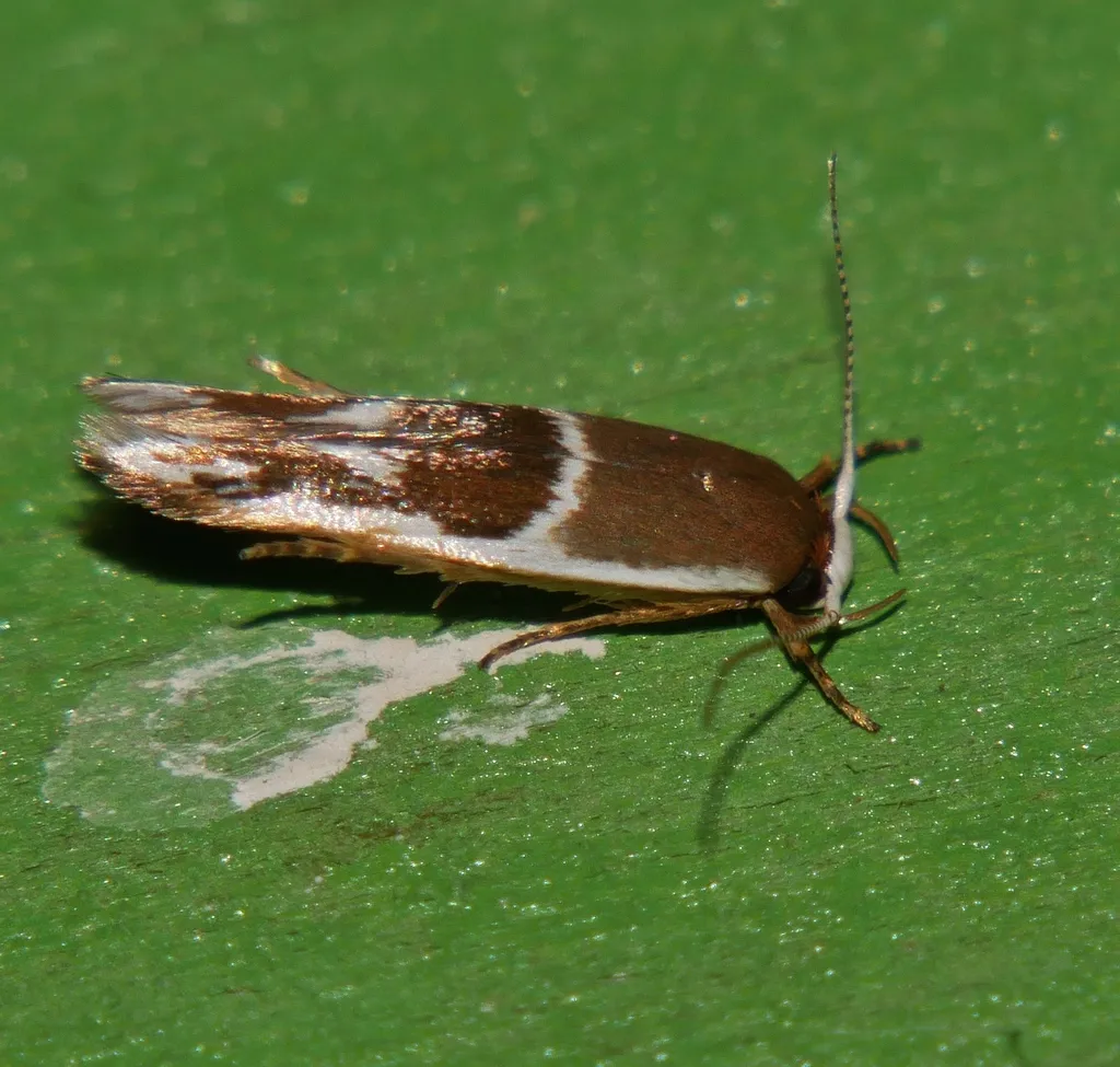 Stathmopoda megathyma - photo 2