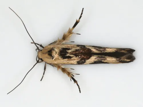 Eriococcus Caterpillar