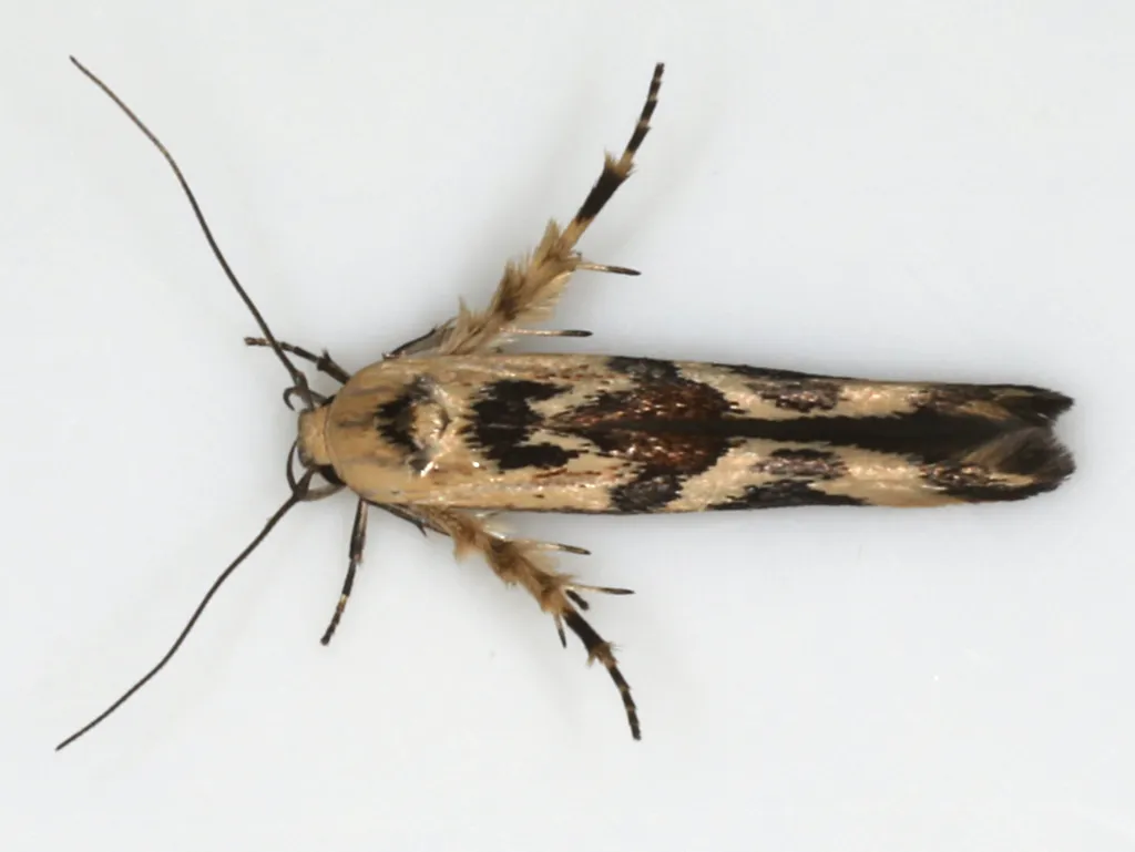 Eriococcus Caterpillar - photo 2