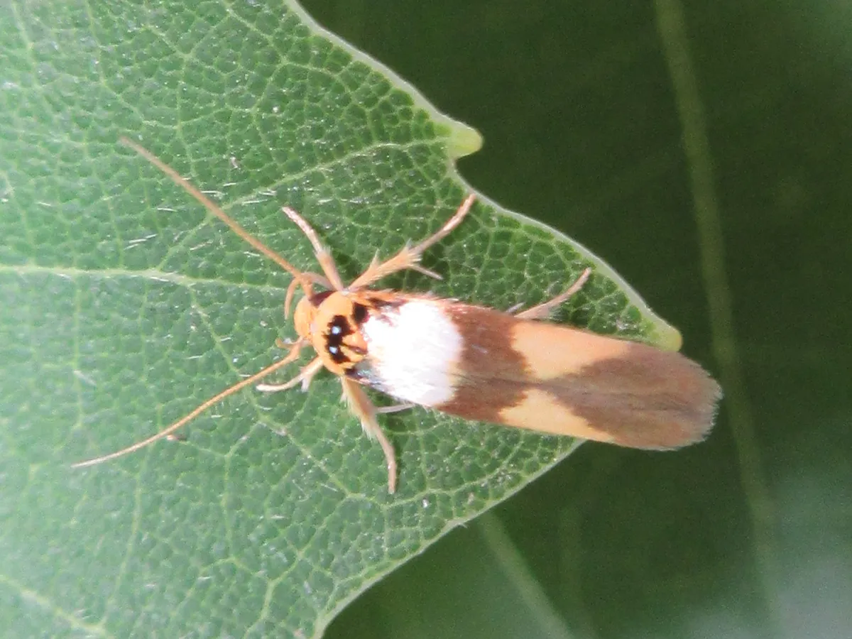 Stathmopoda opticaspis