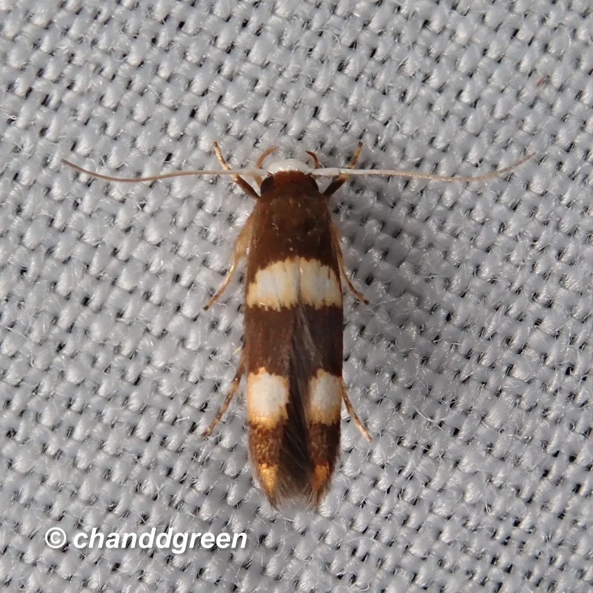 Stathmopoda paradiplaspis - photo 3