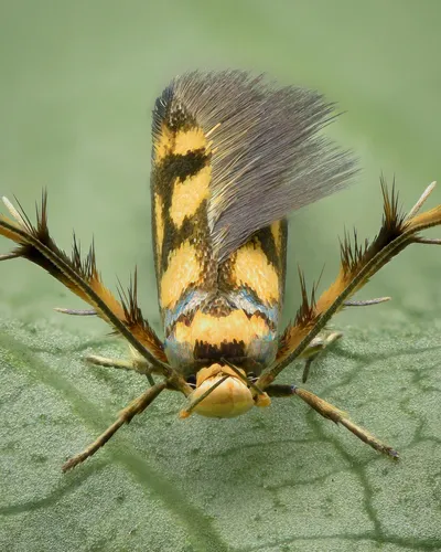 Stathmopoda pedella