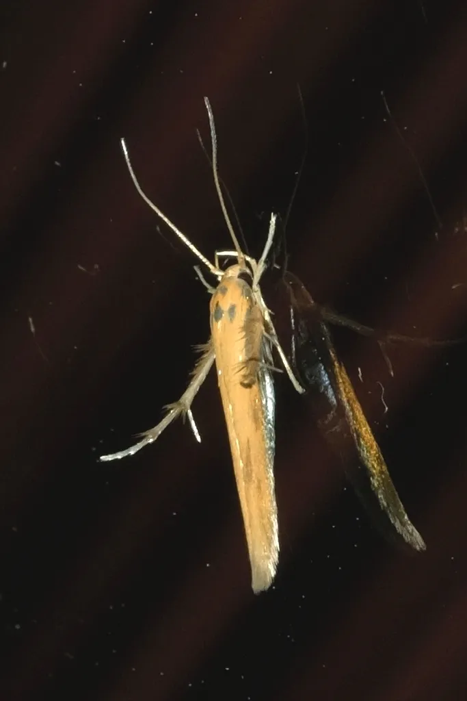 Yellow Featherfoot - photo 3