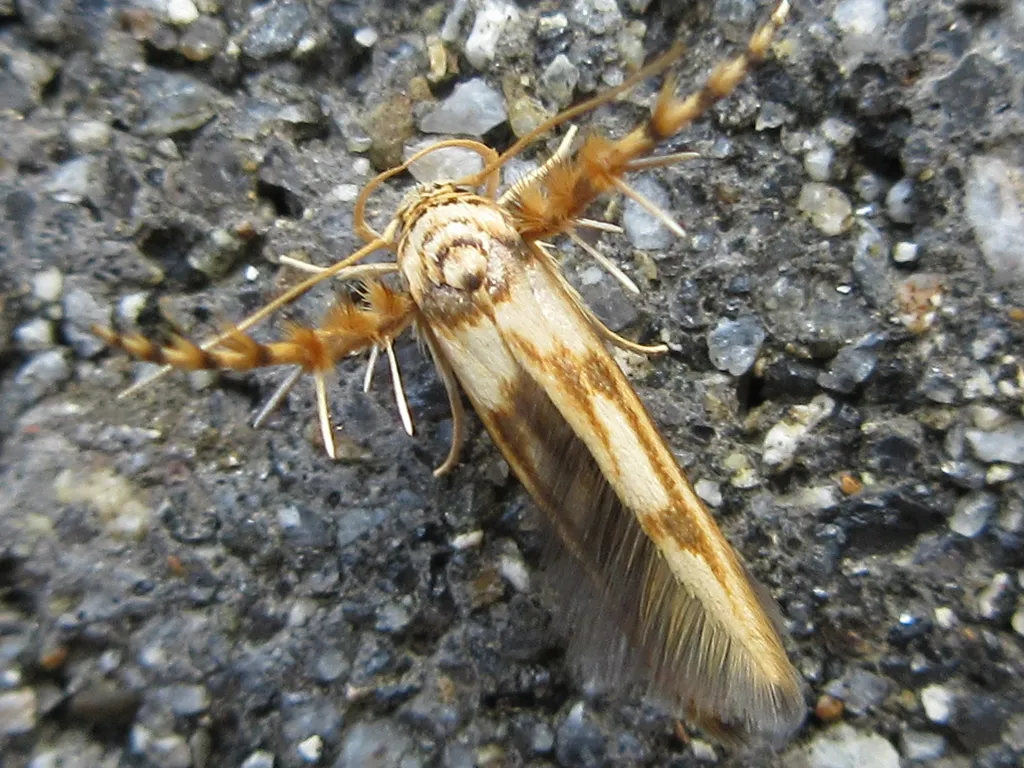 Stathmopoda stimulata - photo 2