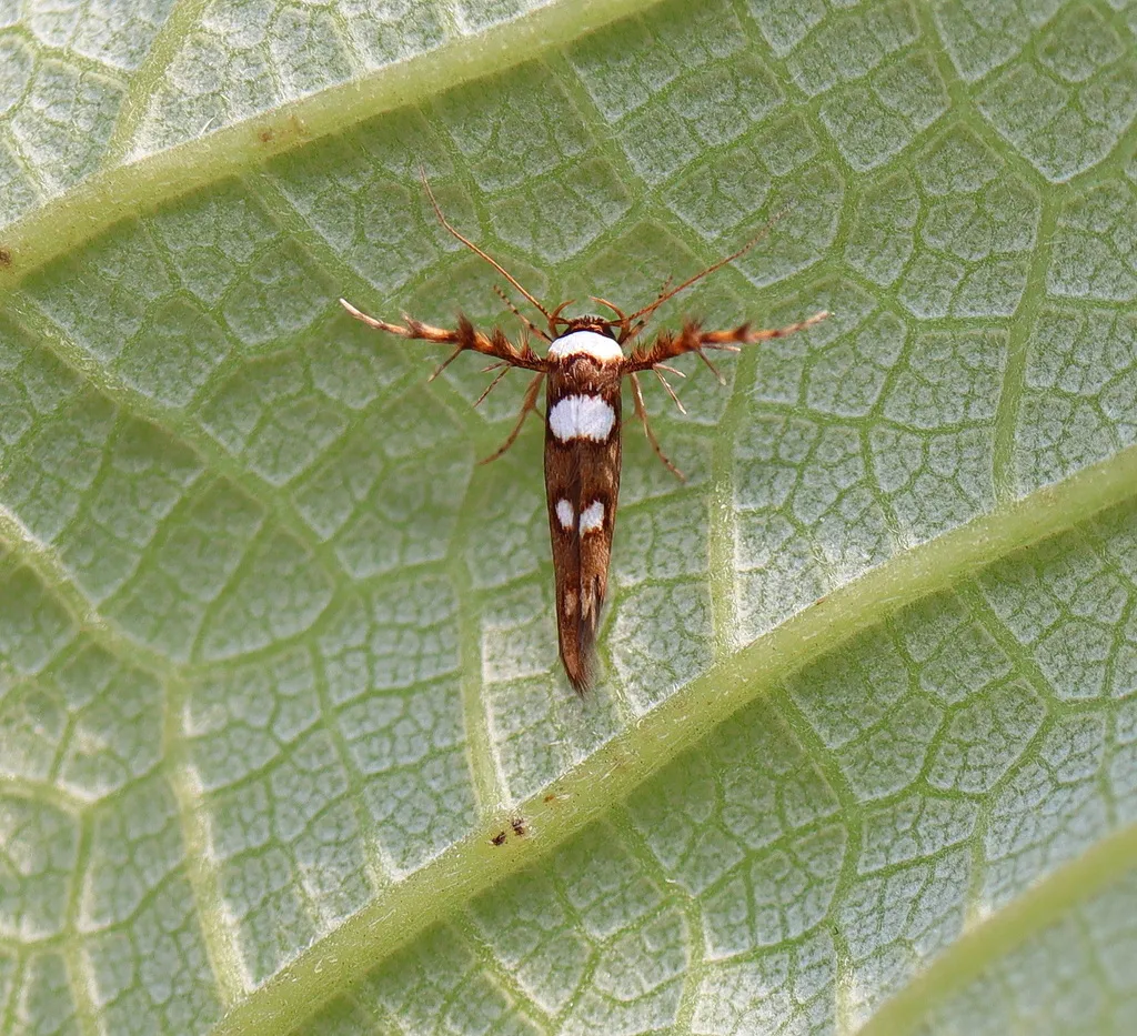 Stathmopoda triselena - photo 2