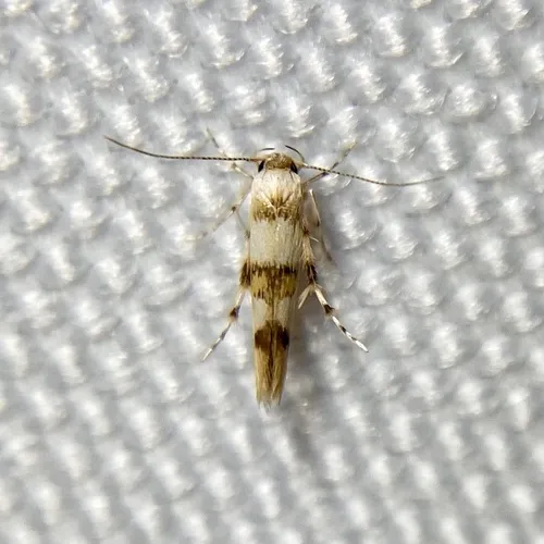 Stathmopoda tritophaea
