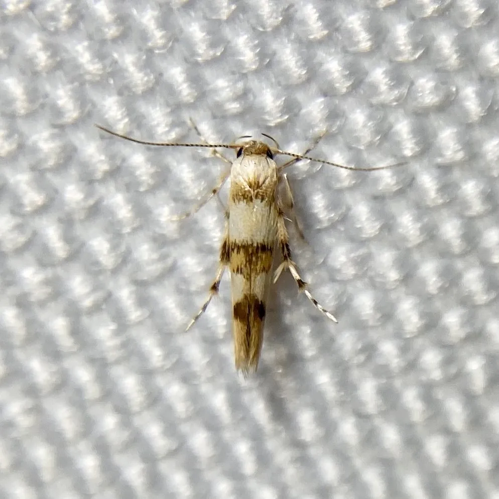 Stathmopoda tritophaea - photo 2