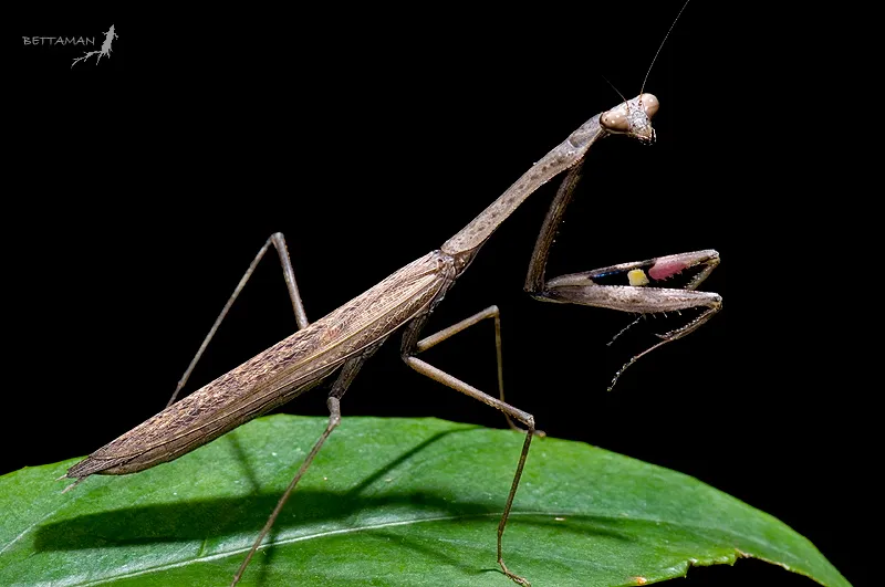 Asian Jumping Mantis - photo 2