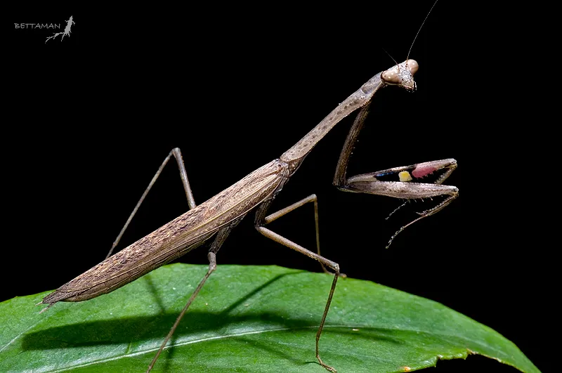 Asian Jumping Mantis - photo 3