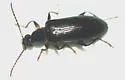 Statira basalis
