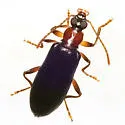 Statira basalis - photo 3