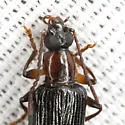 Statira basalis - photo 5