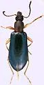 Statira croceicollis