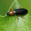 Statira croceicollis - photo 2