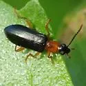 Statira croceicollis - photo 3