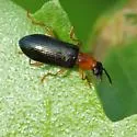 Statira croceicollis - photo 4