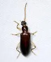 Statira dolera