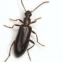 Statira erina - photo 3
