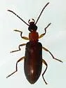 Statira gagatina - photo 2