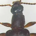Statira gagatina - photo 3