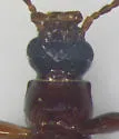 Statira gagatina - photo 4