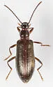 Statira gagatina - photo 5