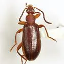 Statira hirsuta