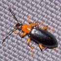 Statira liebecki - photo 2
