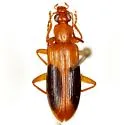 Statira nigromaculata